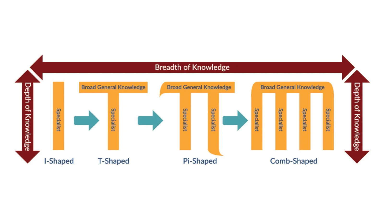 Graf hloubky vs. šířky znalostí – manažerská metafora I-shaped a T-shaped profilů